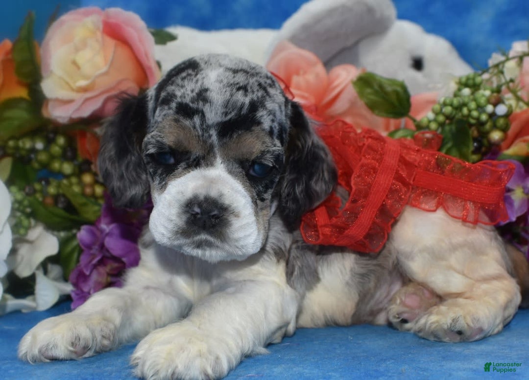 Cocker Spaniel dogs for sale: Tuckerbluetanpartimerlespeckleblueeyecockerpup - Image 15