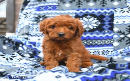 Cavapoo dogs for sale: Baker - Image 2