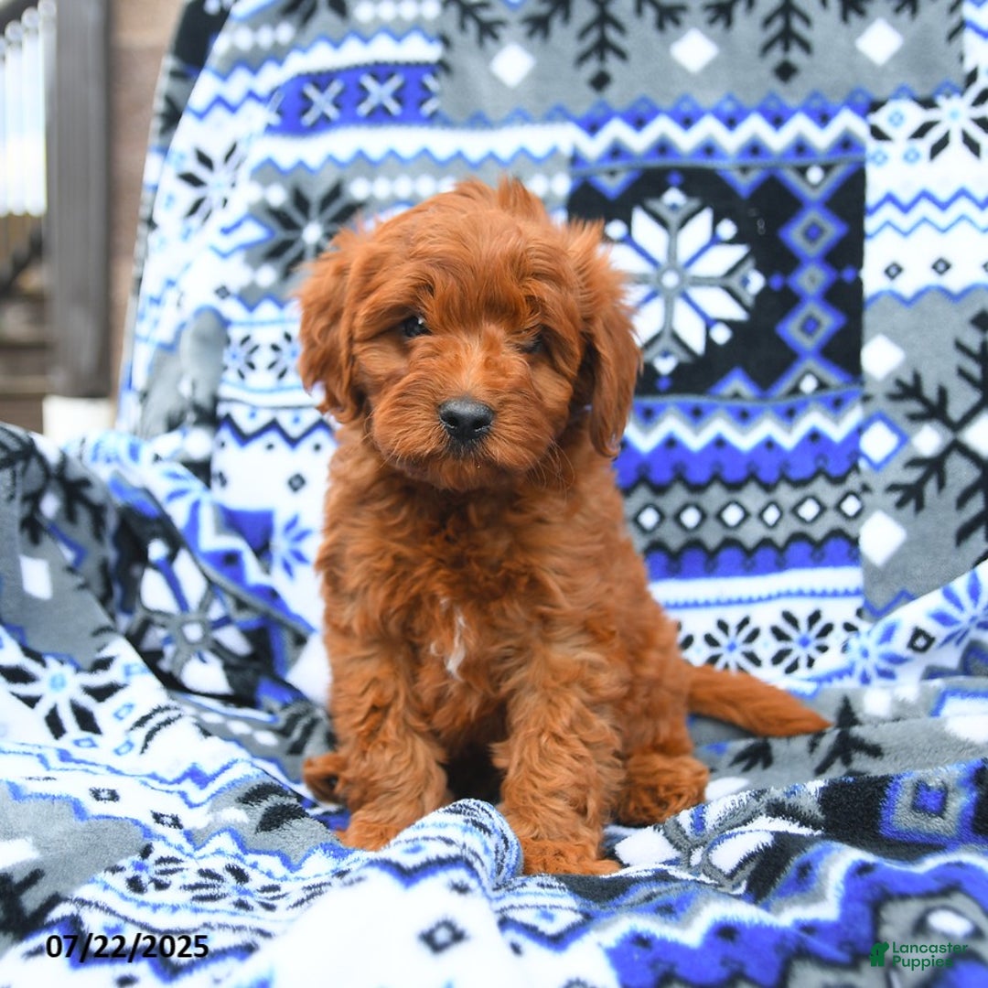 Cavapoo dogs for sale: Baker - Image 2