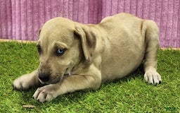 Catahoula Leopard Dog dogs for sale: Duchess 2025 Female 2 - Image 2