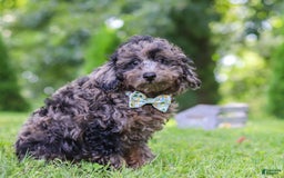 Miniature Poodle dogs for sale: Dax - Image 3