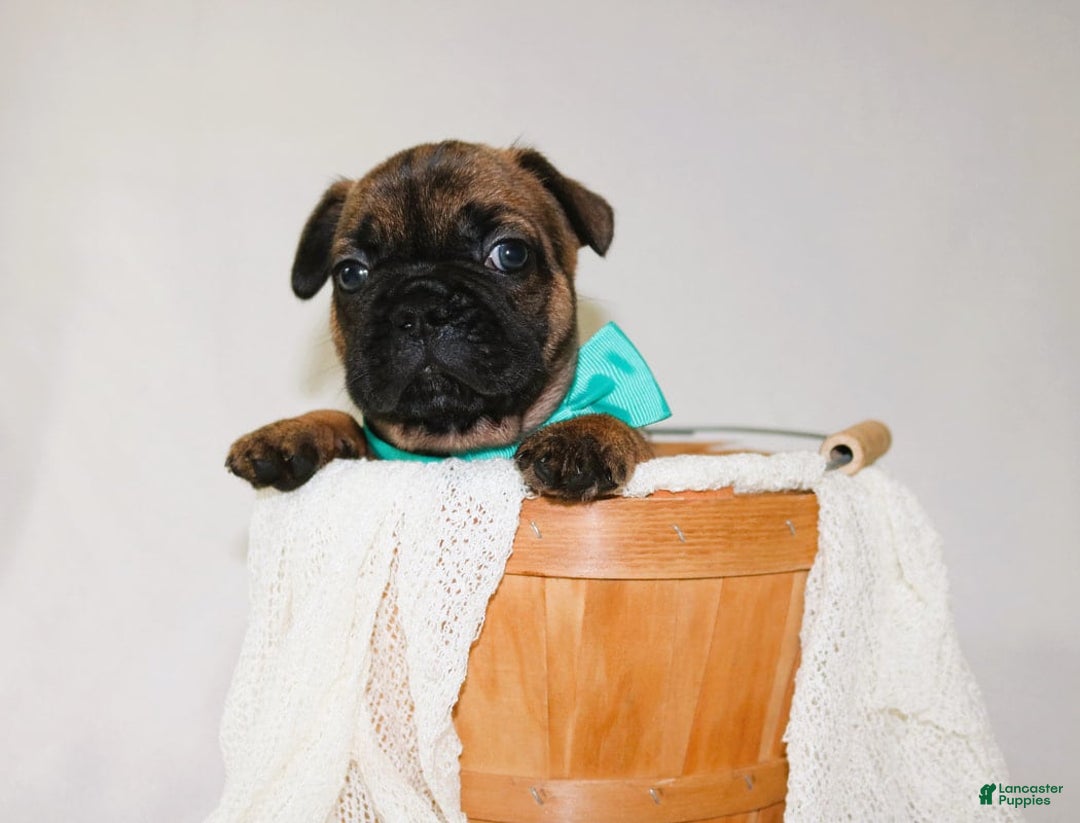 French Bulldog dogs for sale: Apollo Akc 🐾 - Image 9