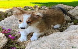 Welsh Corgi Pembroke dogs for sale: Tink Fluffy - Image 5