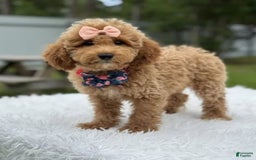 Mini Goldendoodle dogs for sale: Amara - Image 4