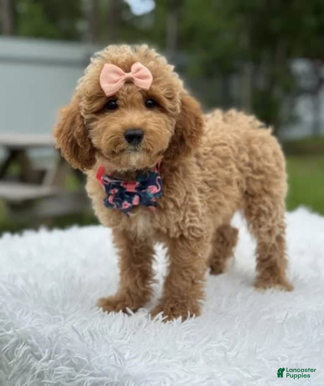 Mini Goldendoodle dogs for sale: Amara - Image 4