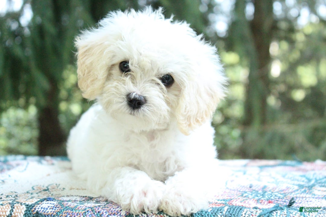 Miniature Poodle dogs for sale: Keisha - Image 1