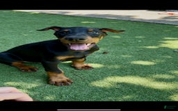Doberman Pinscher dogs for sale: Jet Euro Championship Line Doberman - Image 9