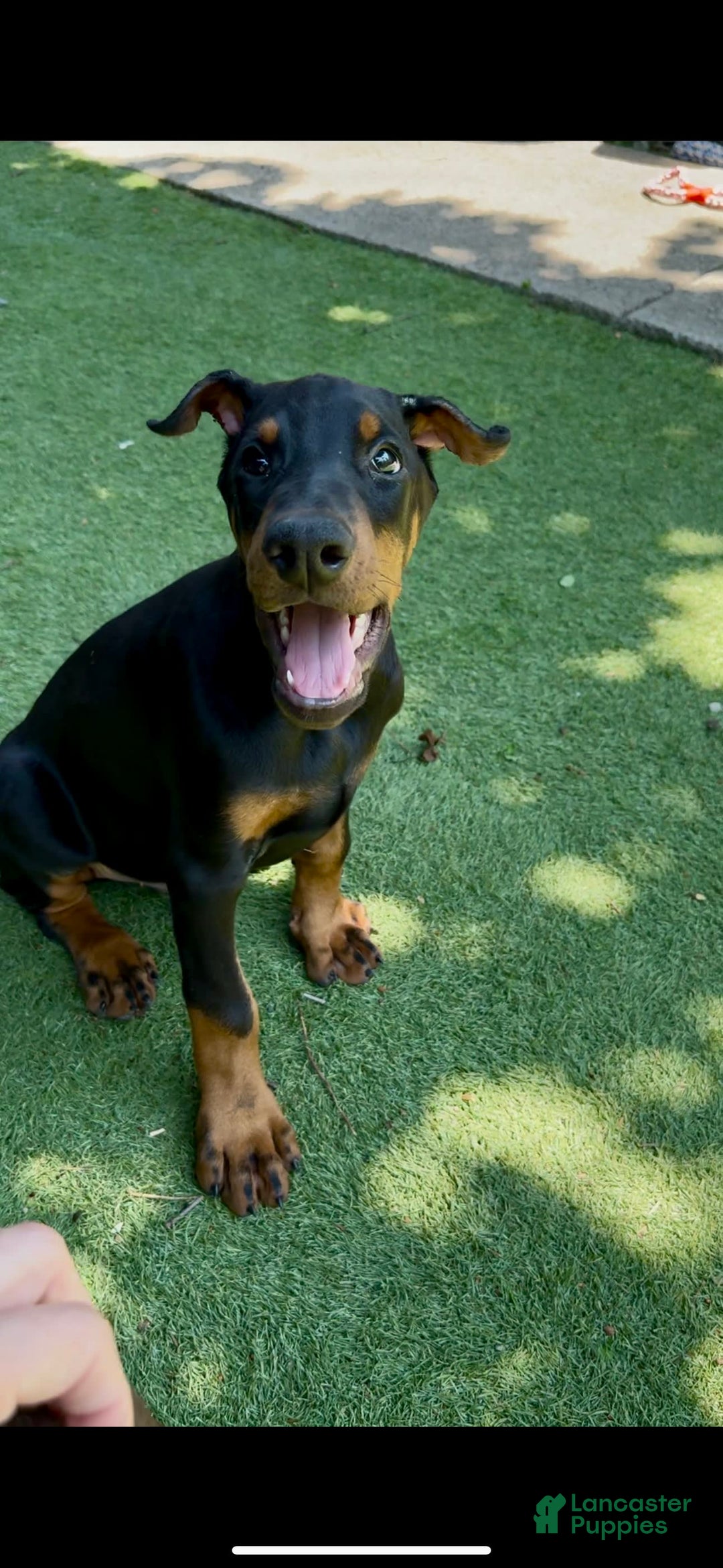 Doberman Pinscher dogs for sale: Jet Euro Championship Line Doberman - Image 9
