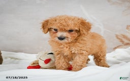 Bichpoo dogs for sale: Deborah - Image 5