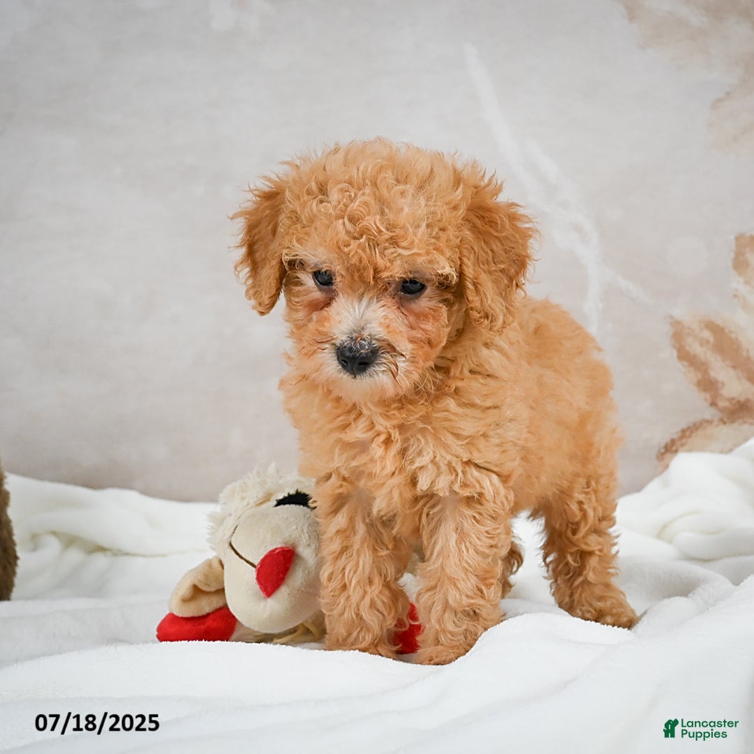 Bichpoo dogs for sale: Deborah - Image 5
