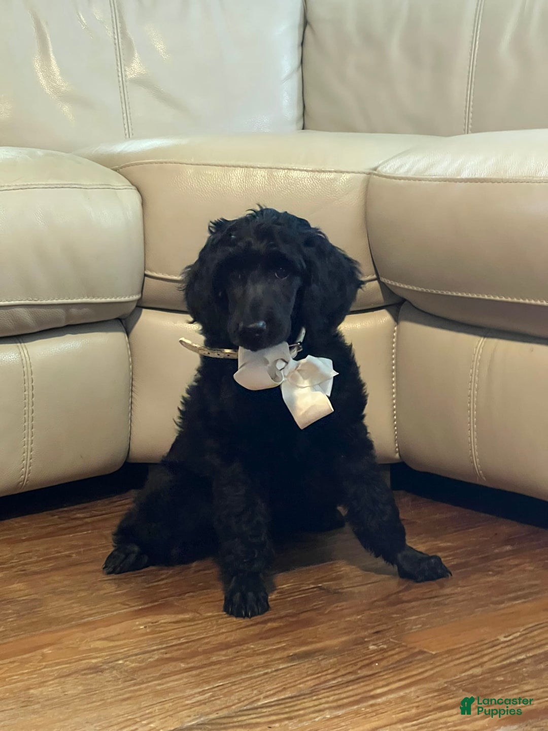 Irish Doodle dogs for sale: Samantha - Image 6