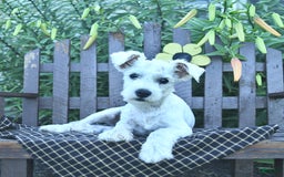 Miniature Schnauzer dogs for sale: Perley - Image 5
