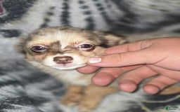 Chihuahua dogs for sale: Long Hair Merle Girl/Green Eyes - Image 2