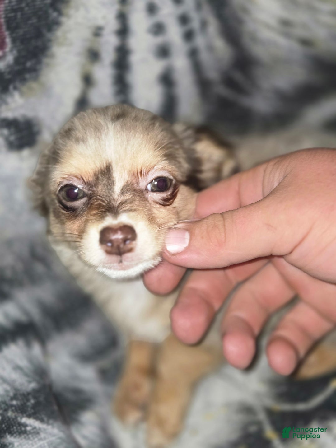 Chihuahua dogs for sale: Long Hair Merle Girl/Green Eyes - Image 2