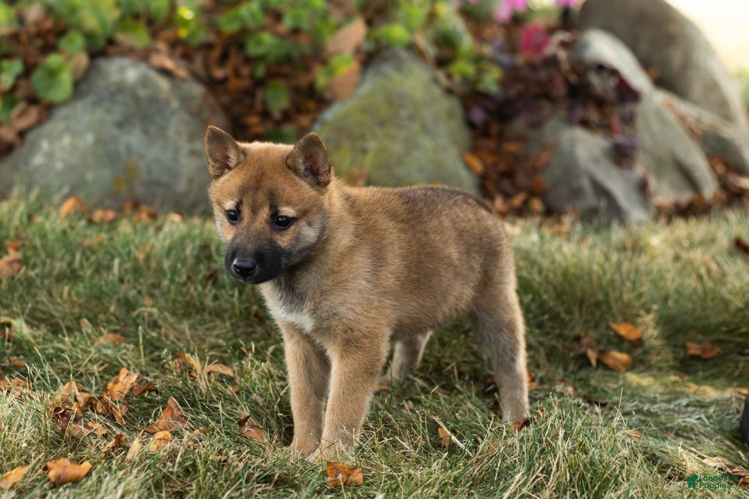 Shiba Inu dogs for sale: Jacquline - Image 1