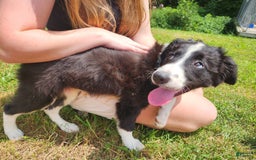 Border Collie dogs for sale: Natasha - Image 2