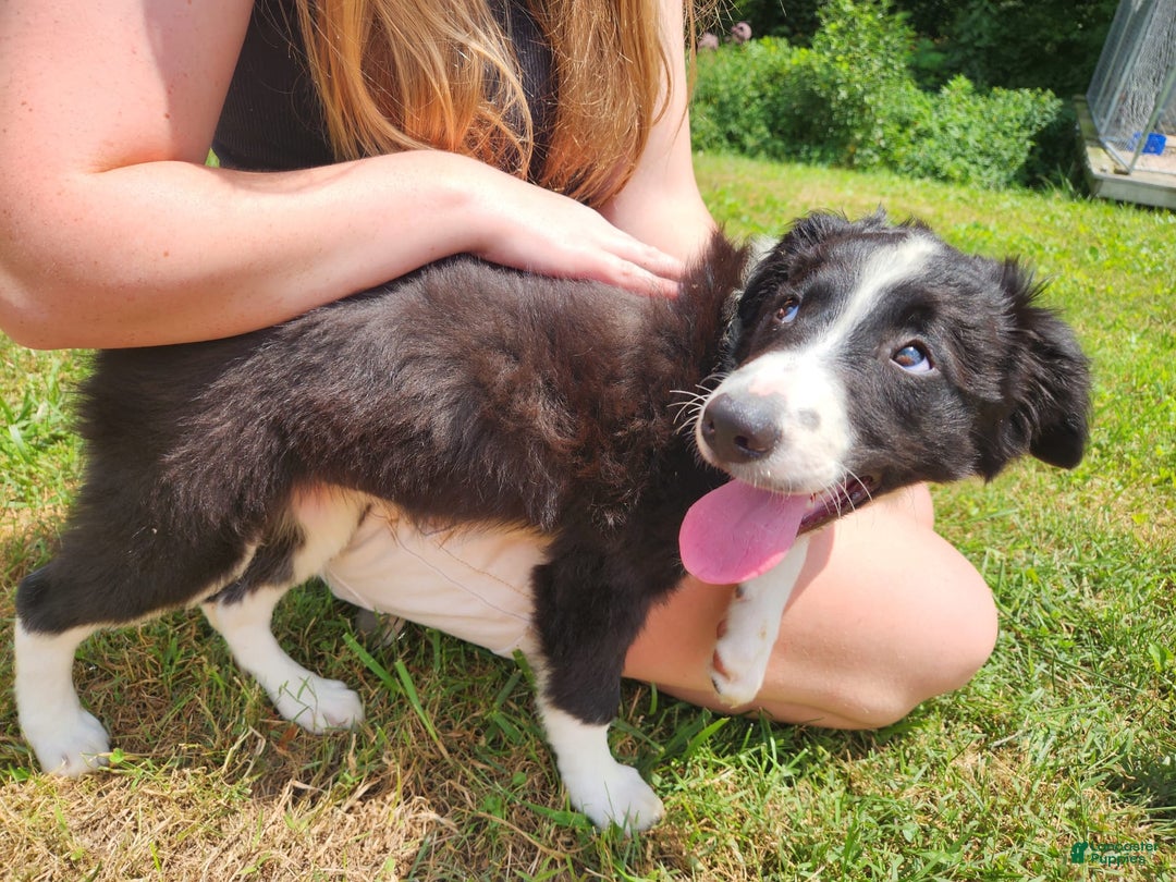 Border Collie dogs for sale: Natasha - Image 2