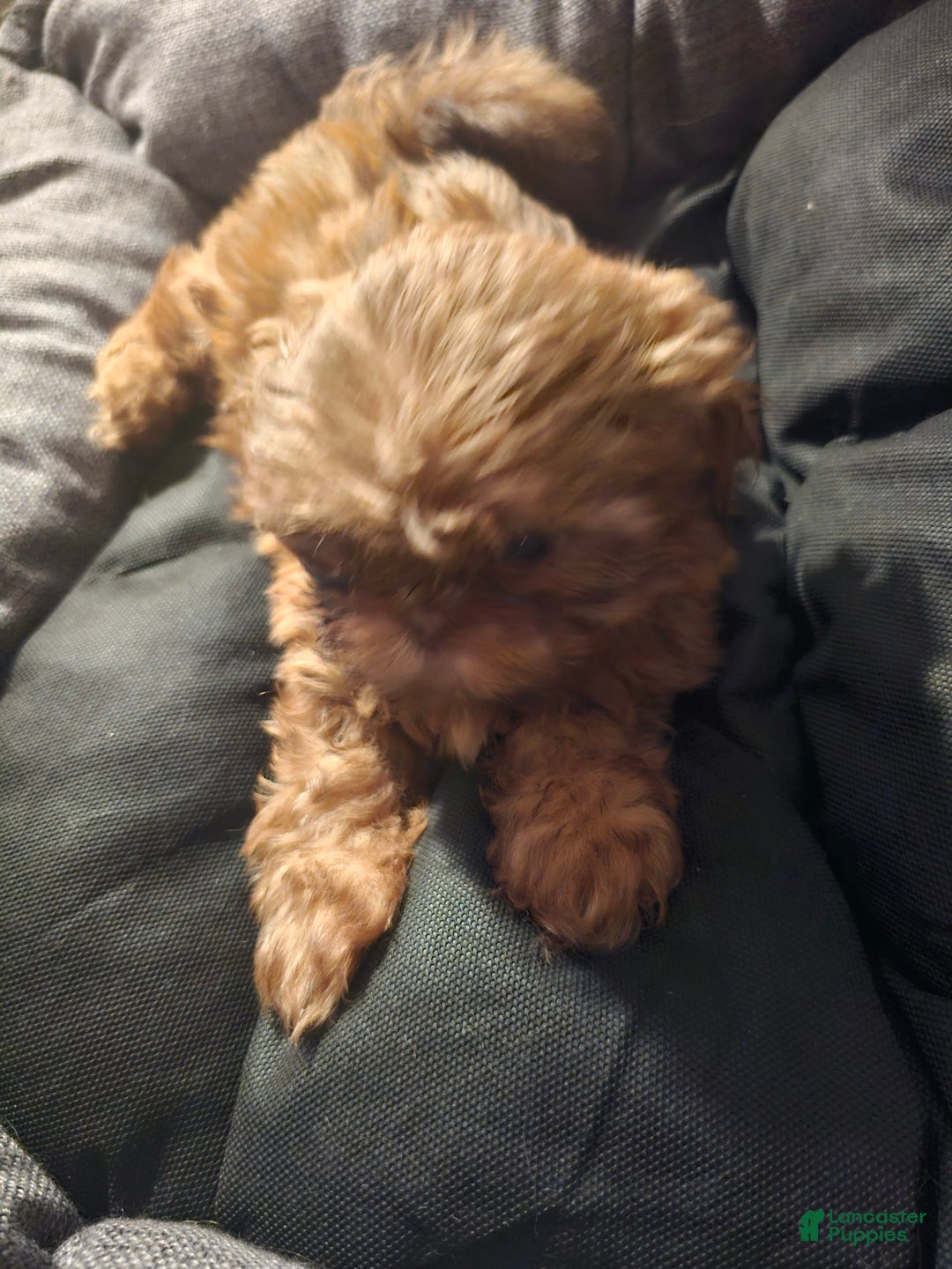 Shih Tzu dogs for sale: Not Named Yet - Image 8