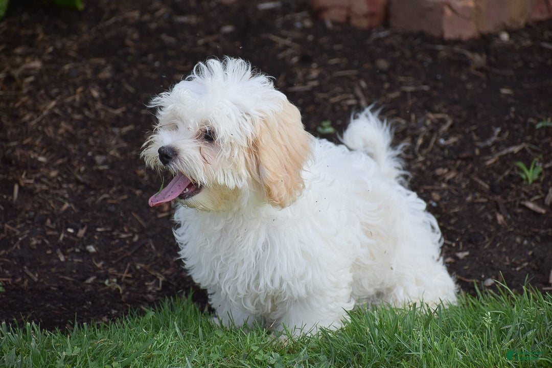 Cavapoo dogs for sale: Harmony - Image 11
