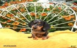 Miniature Dachshund dogs for sale: Wendy - Image 5
