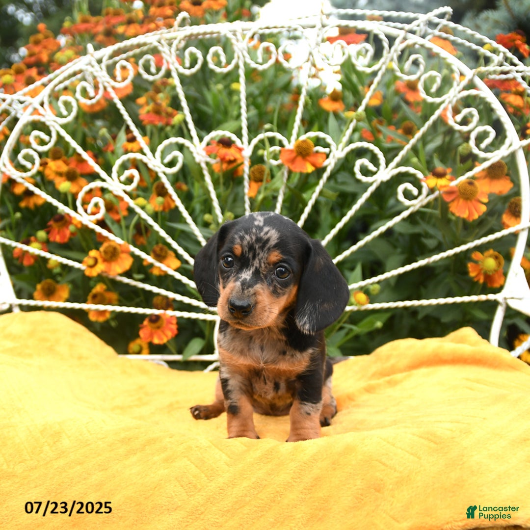 Miniature Dachshund dogs for sale: Wendy - Image 5