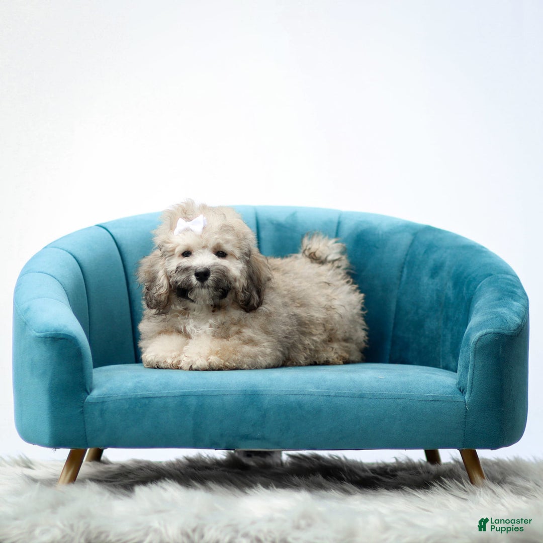 Miniature Poodle dogs for sale: Roscoe - Image 5