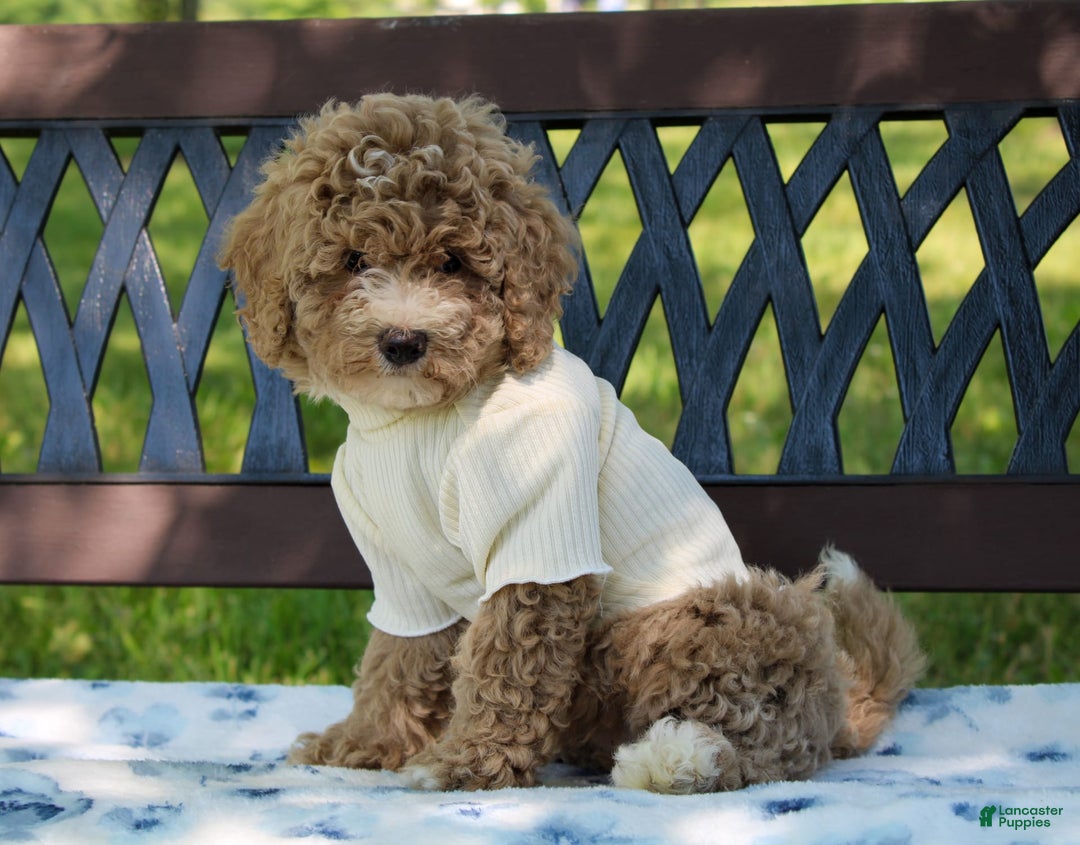 Miniature Poodle dogs for sale: Miniature Poodle 3 puppies - Image 8