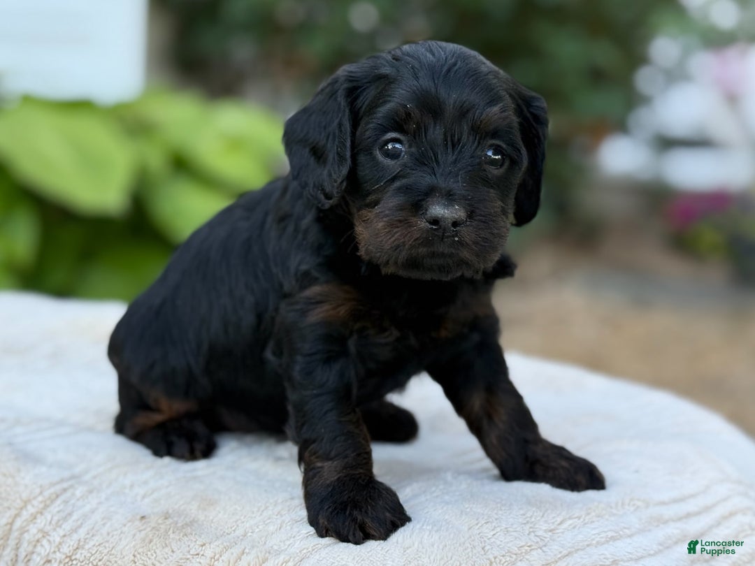 Cavapoo dogs for sale: Luna - Image 1
