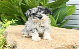 Miniature Schnauzer dogs for sale: Melvin - Image 2