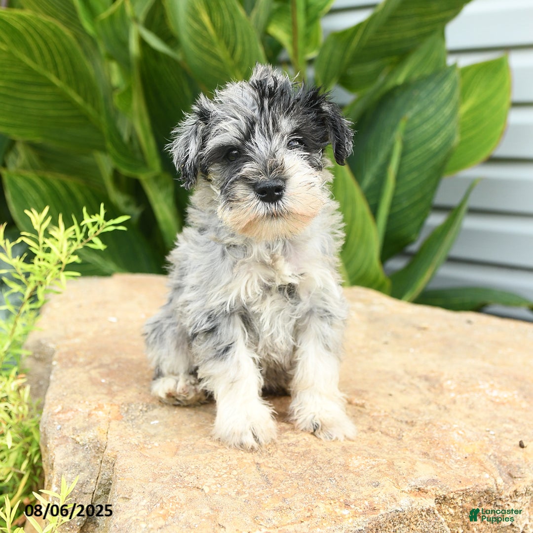 Miniature Schnauzer dogs for sale: Melvin - Image 2