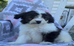 Miniature Poodle dogs for sale: Bella - Image 1