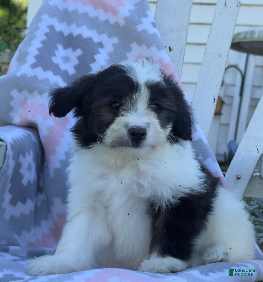 Miniature Poodle dogs for sale: Bella - Image 1