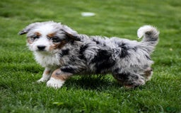 Mini Bernedoodle dogs for sale: Noli - Image 10