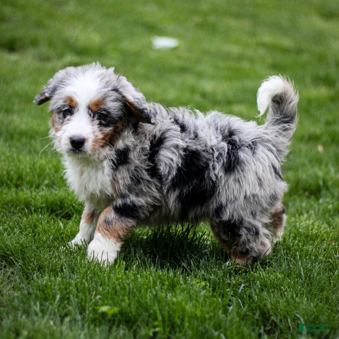 Mini Bernedoodle dogs for sale: Noli - Image 10