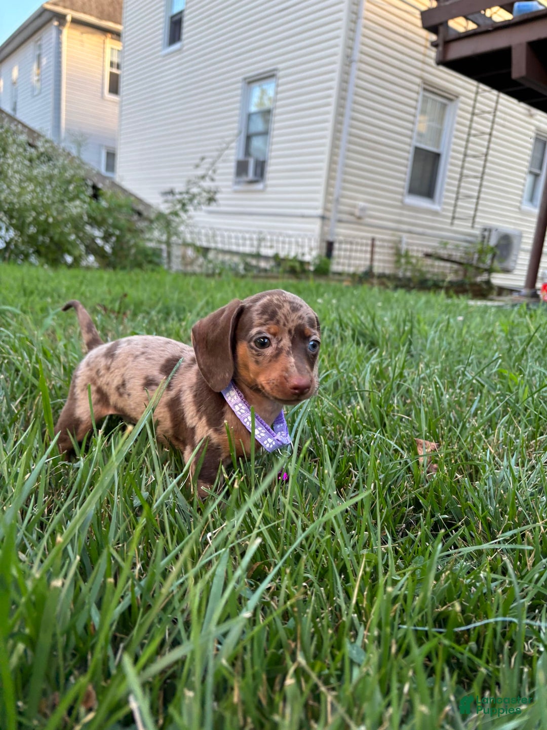 Miniature Dachshund dogs for sale: Cheddar - Image 3