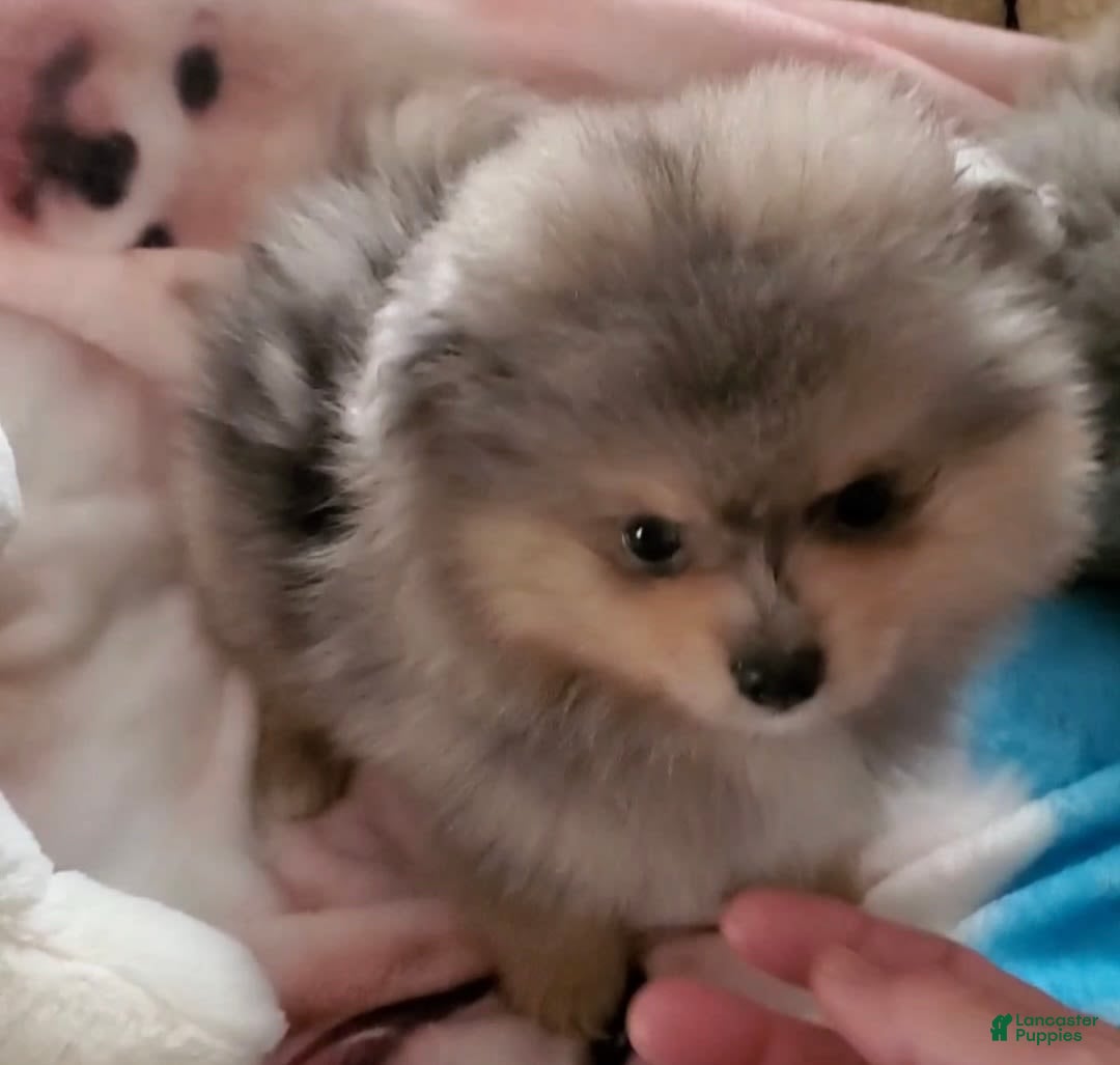 Pomeranian dogs for sale: Buzz - Image 15