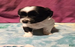 Chihuahua dogs for sale: Mani - Image 16