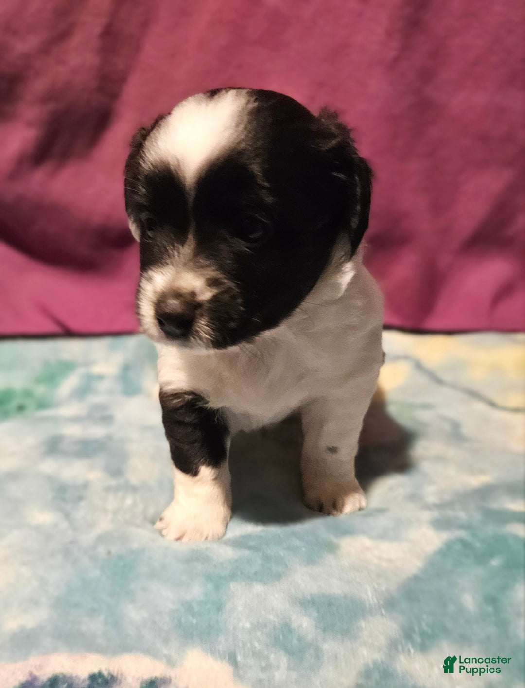 Chihuahua dogs for sale: Mani - Image 16
