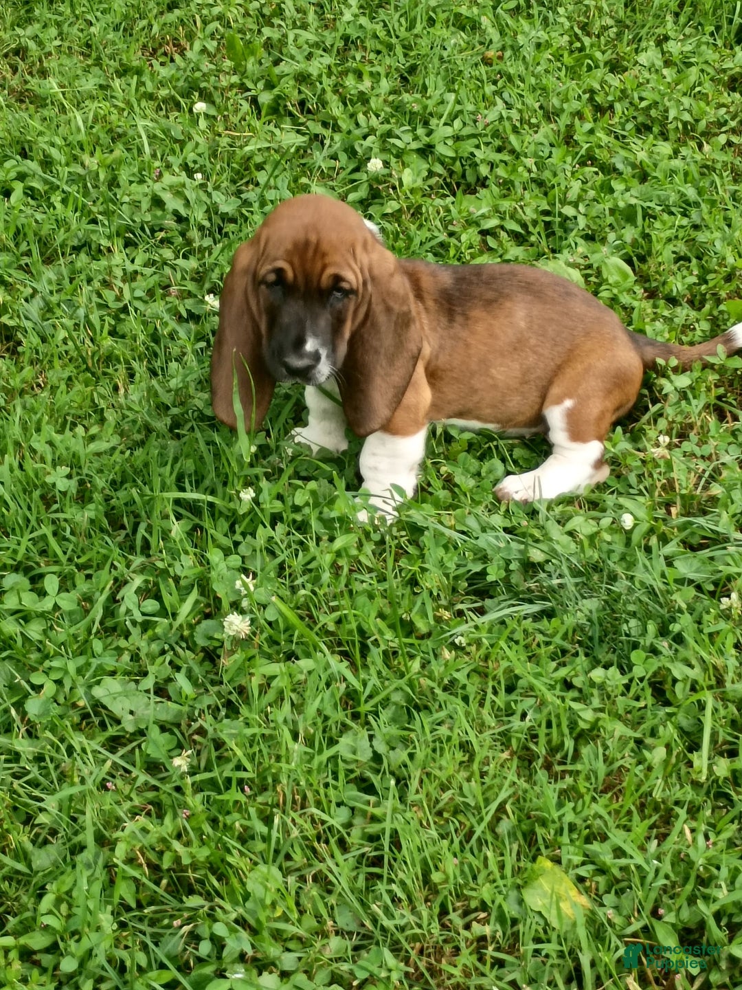 Basset Hound dogs for sale: Honey - Image 5