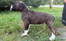 Boxer dogs for sale: Kola - Image 3