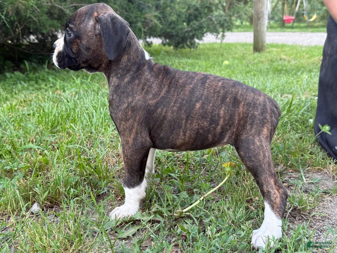 Boxer dogs for sale: Kola - Image 3