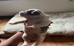 American Bully dogs for sale: Charlie - Image 1