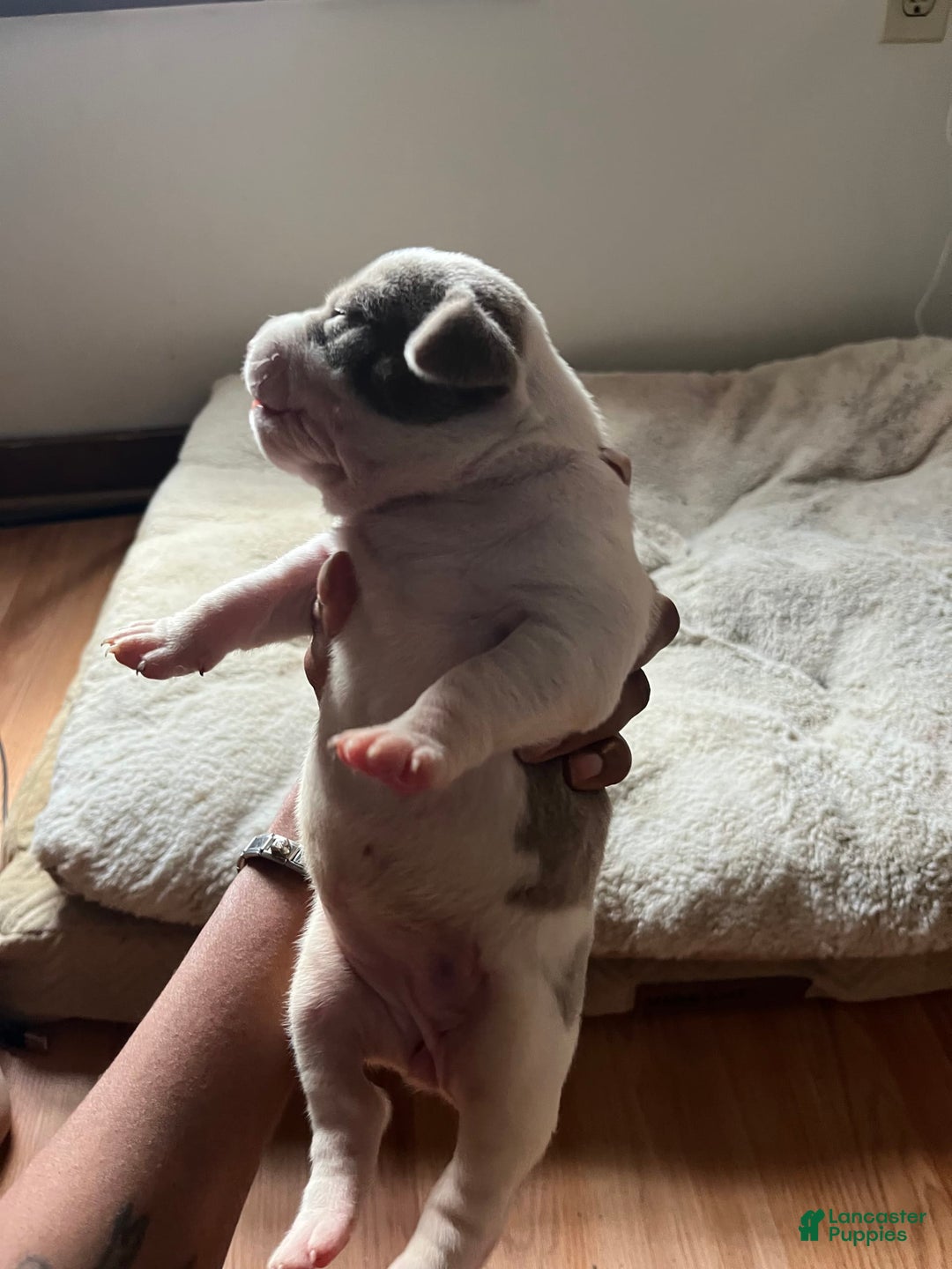 American Bully dogs for sale: Charlie - Image 1