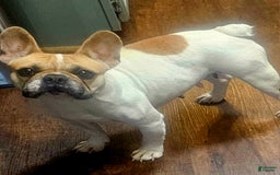 French Bulldog dogs for sale: Stella - Image 7
