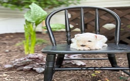 Miniature Schnauzer dogs for sale: Tucker - Image 8