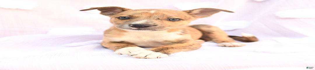 Bobo