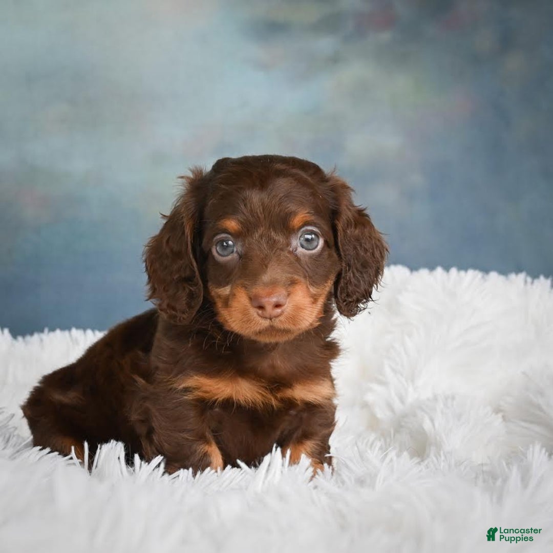 Miniature Dachshund dogs for sale: Benji - Image 5