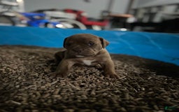 Olde English Bulldogge dogs for sale: Koa - Image 5