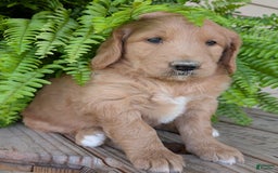 Goldendoodle dogs for sale: Bella - Image 9