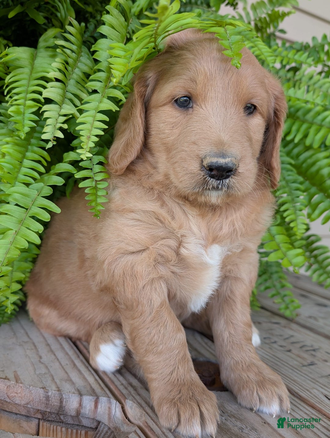 Goldendoodle dogs for sale: Bella - Image 9